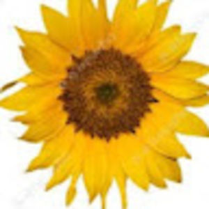 Meet your Posher, Cornelia